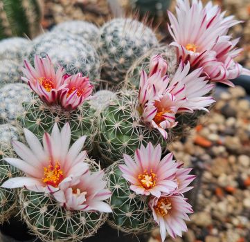 Turbinicapus saueri ssp. nillissae